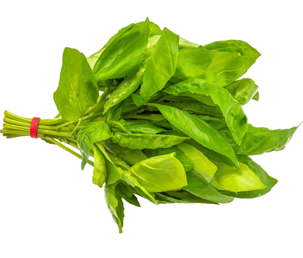 Fresh Basil - Family Pack (60g)