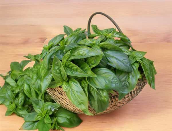Fresh Basil - Family Pack (60g) - Image 2