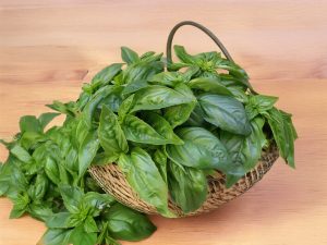 Buy basil online Scarborough M1H2X1