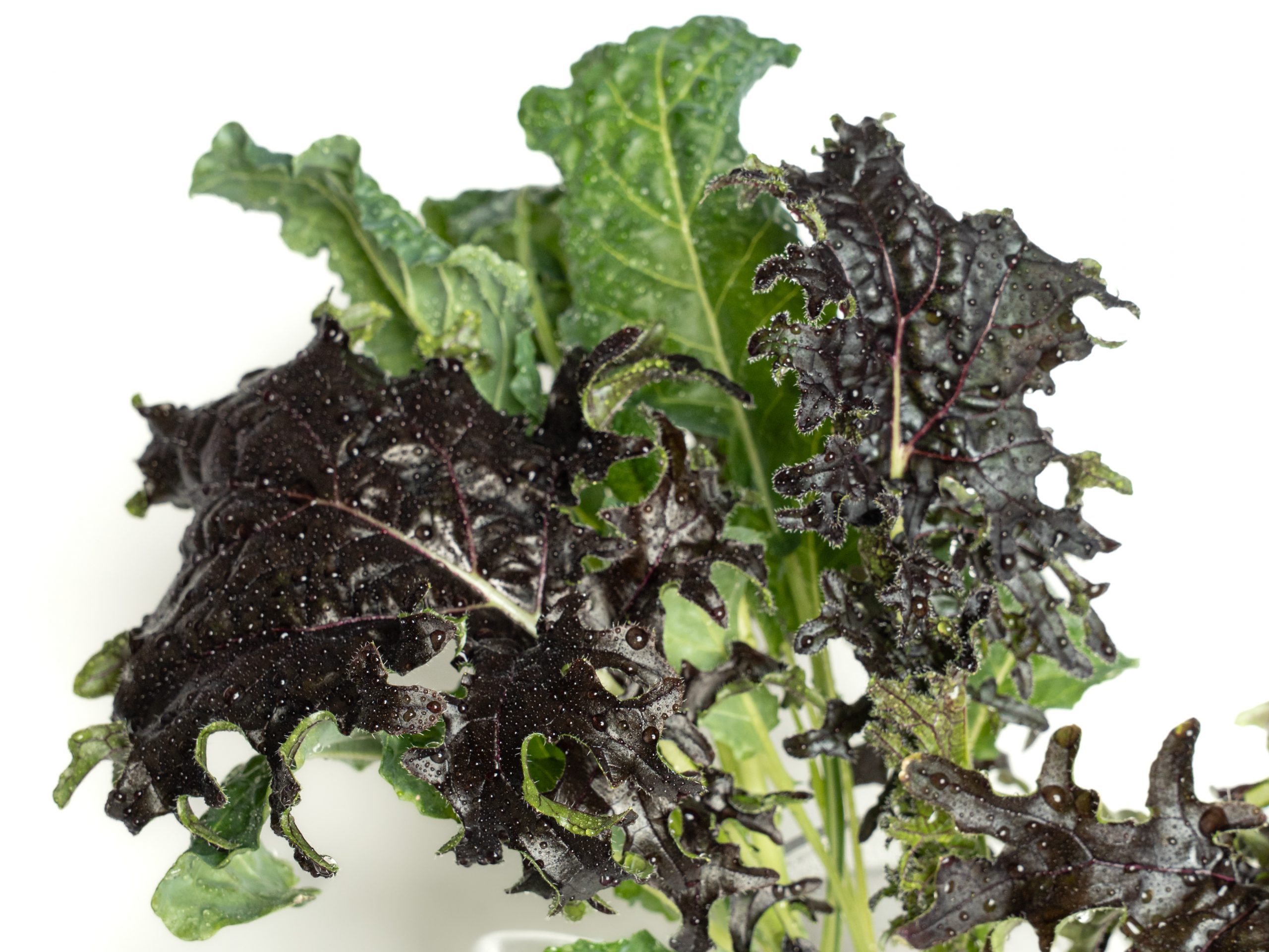 Buy fresh kale leaves Scarborough M1H2X1