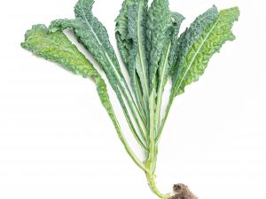 Living Mixed Kale, 2-Plant Pack (Approx. 100 g)