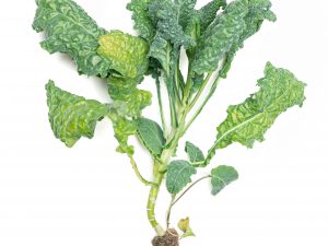 Living Mixed Kale, 3-Plant Pack (Approx. 150 g)