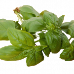 Fresh basil leaves online Scarborough M1H2X1