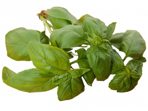 Fresh basil leaves online Scarborough M1H2X1