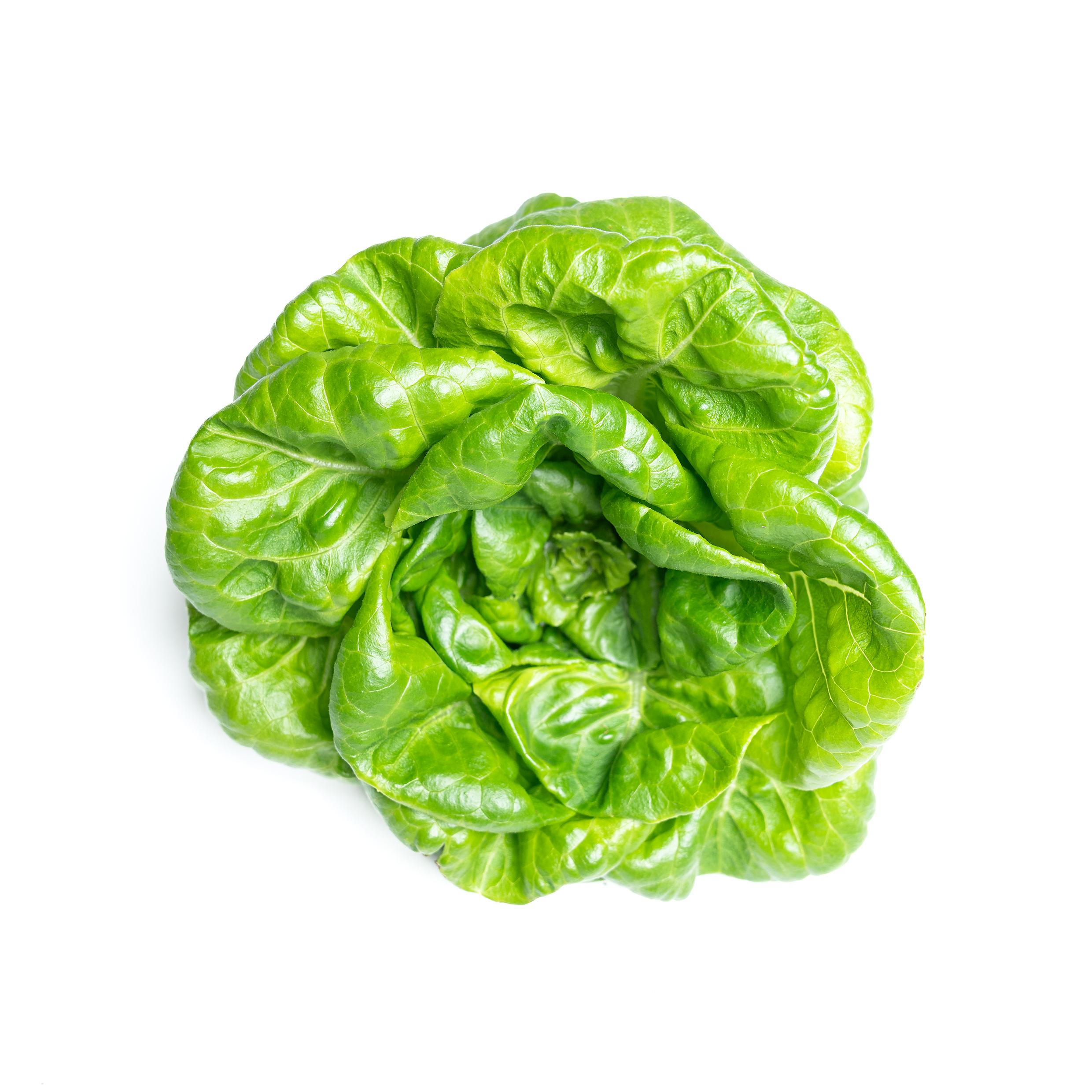 Buy Butterhead Lettuce Online Scarborough M1H2X1