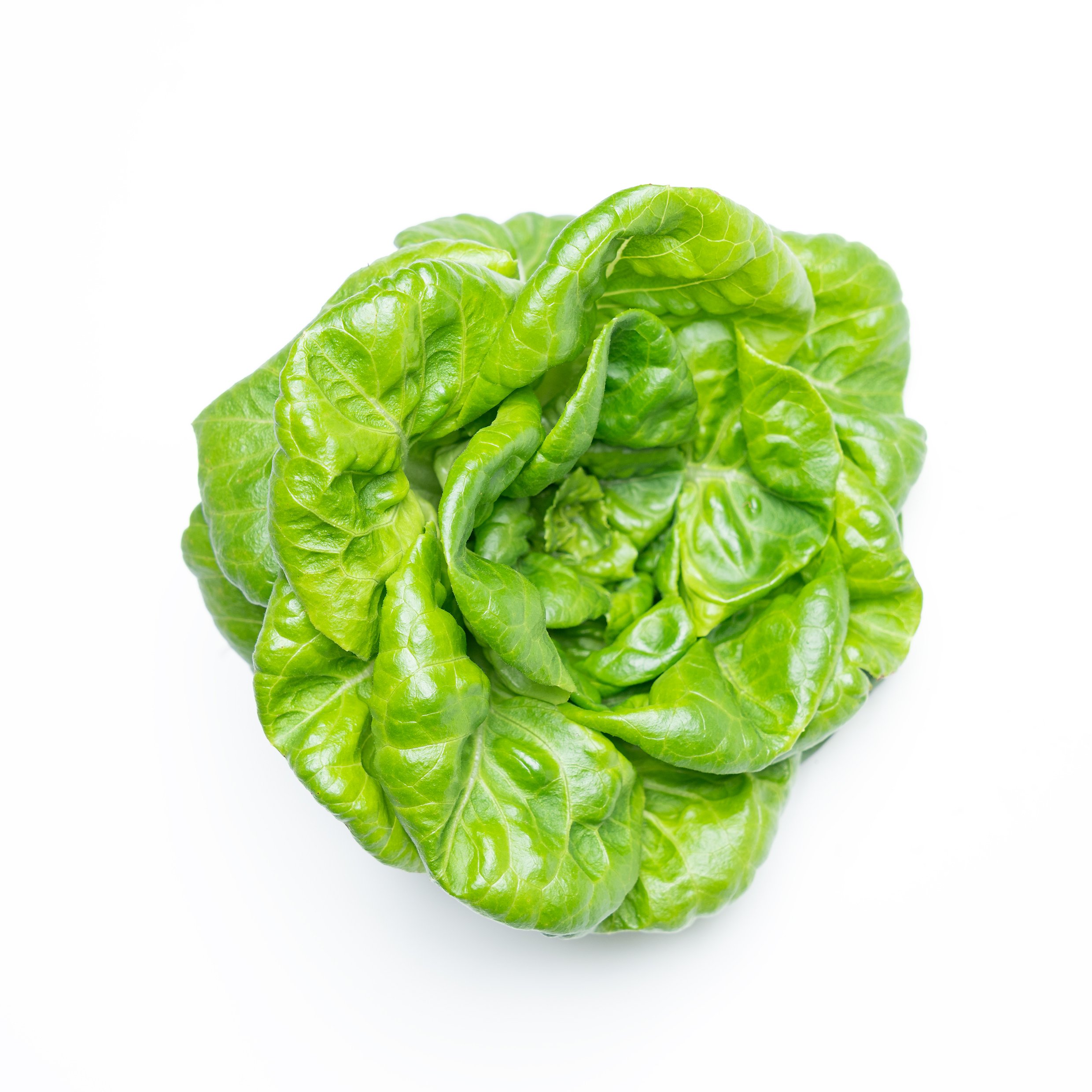 Buy Butterhead Lettuce Online Scarborough M1H2X1