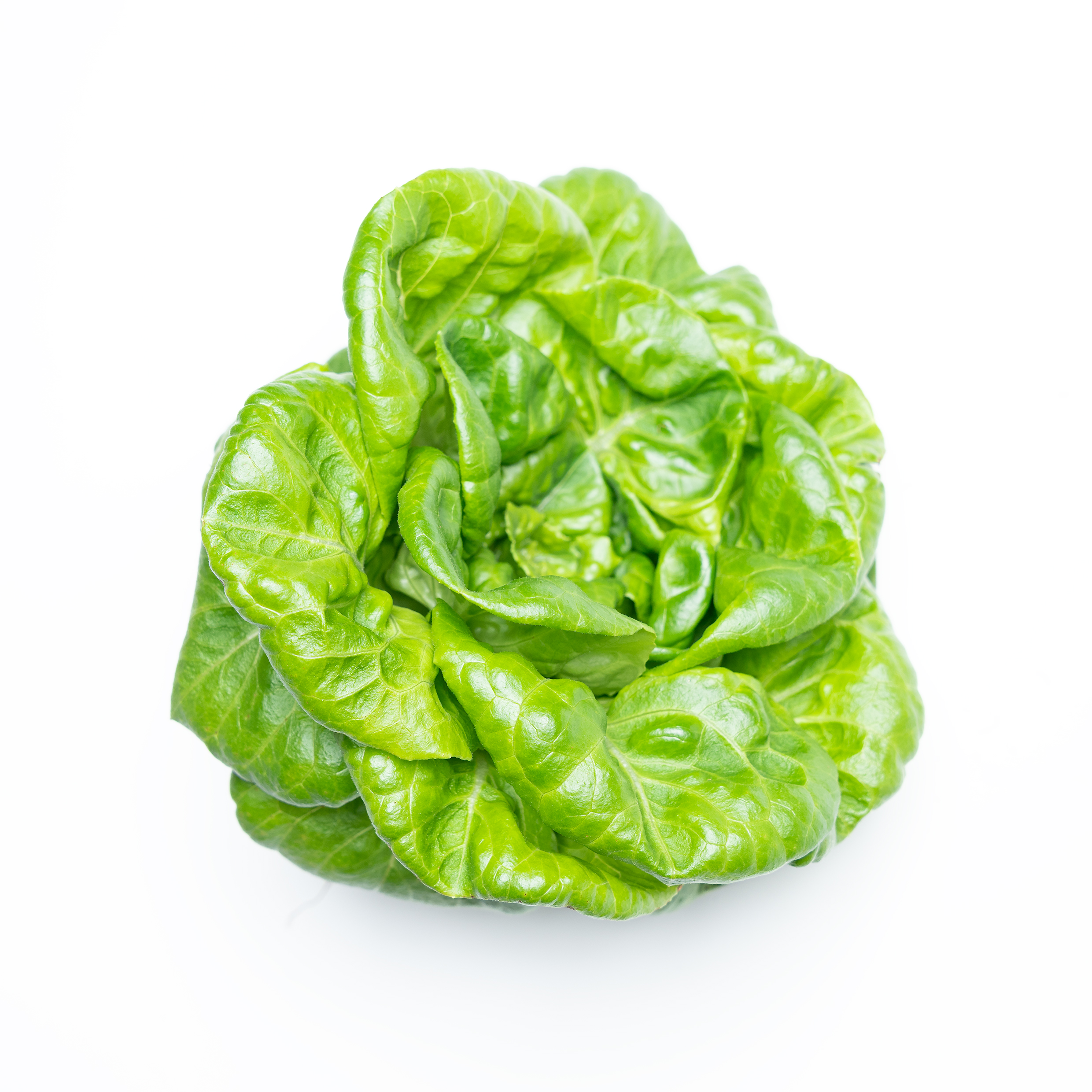 Buy Butterhead Lettuce Online Scarborough M1H2X1