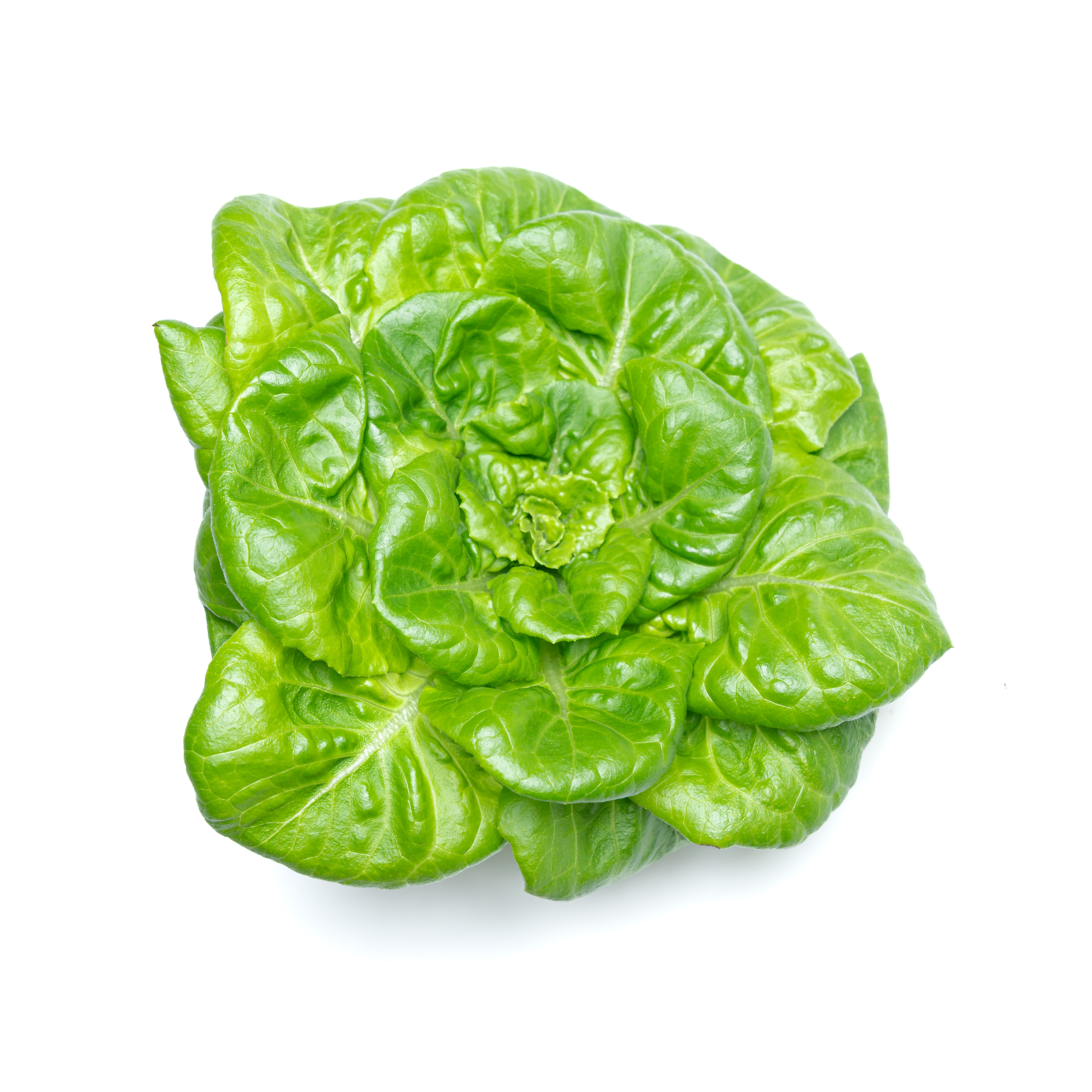 Buy Butterhead Lettuce Online Scarborough M1H2X1