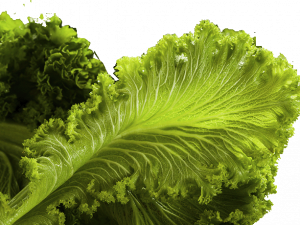 Buy organic mustard greens Scarborough M1H2X1