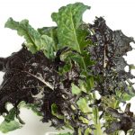 Buy green kale Scarborough M1H2X1