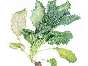 Living Mixed Kale, 6-Plant Value Pack (Approx. 300 g)