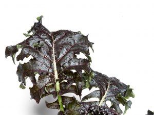 Kale grown hydroponically in Scarborough by 5N2