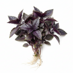 Buy Fresh Purple Amethyst Basil Scarborough