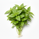 Buy Green Busil Online Scarborough M1H2X1