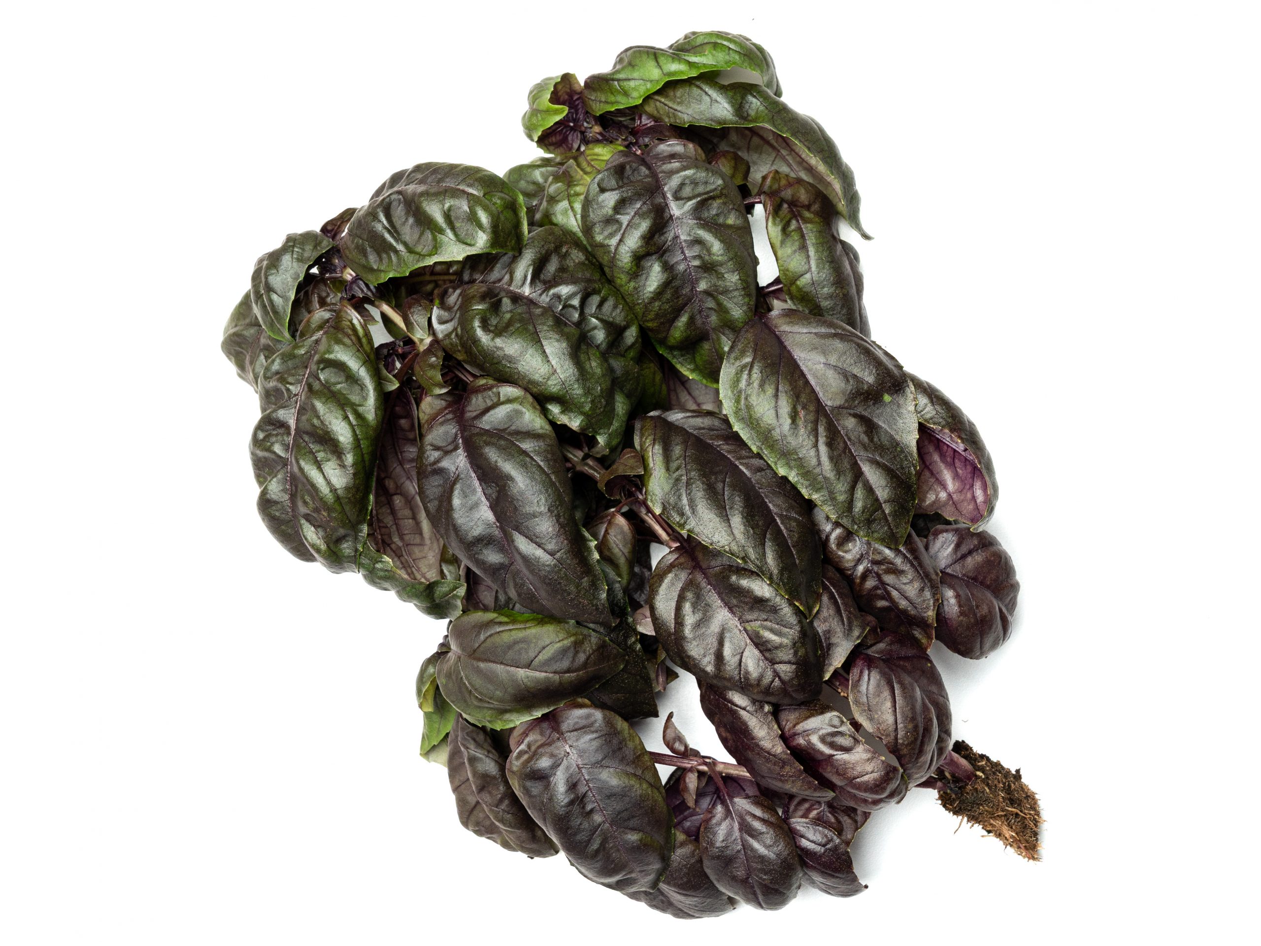 Purple Basil - Image 3