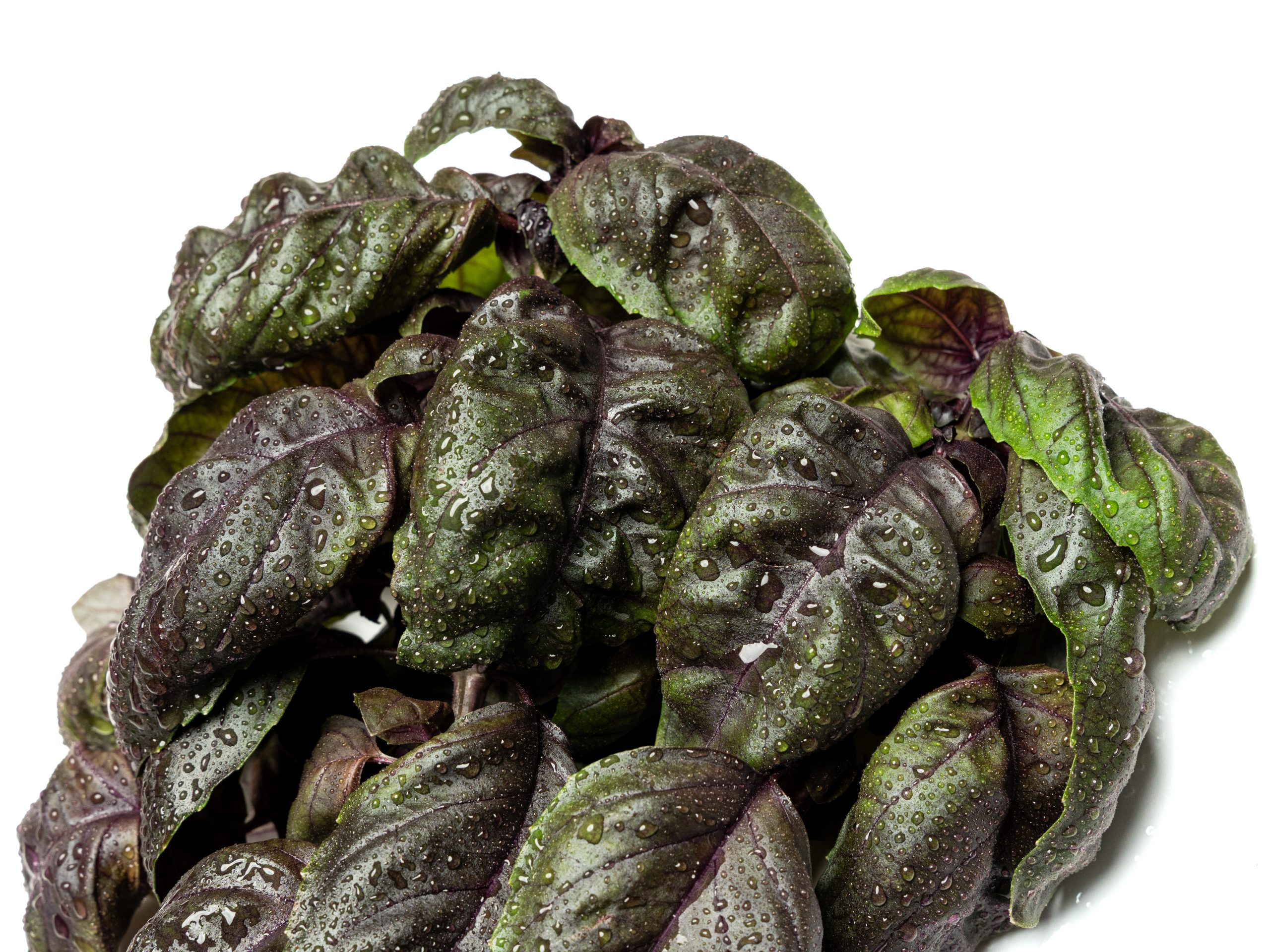 Purple Basil - Image 4