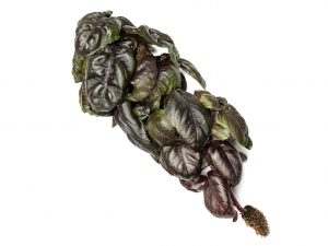 Purple Basil