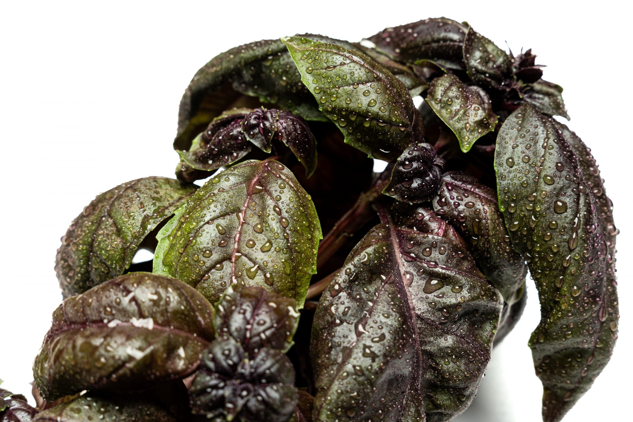 Purple Basil - Image 2