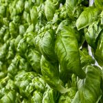 Genovese Basil grown hydroponically in Scarborough by 5N2