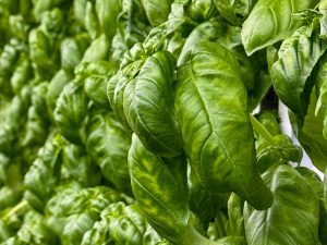 Genovese Basil grown hydroponically in Scarborough by 5N2