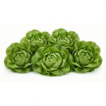 Romaine Pack Subscription in Scarborough M1H2X1