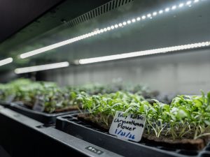 Edible Frilly Chrysanthemum