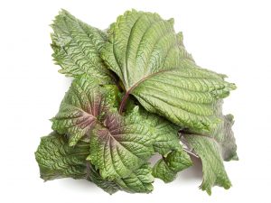 Hojiso Perilla Shiso