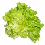 Lettuce grown hydroponically in Scarborough by 5N2
