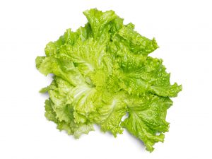 Lettuce grown hydroponically in Scarborough by 5N2