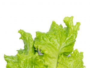 Lettuce grown hydroponically in Scarborough by 5N2