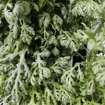 Frilly Edible Chrysanthemum grown hydroponically in Scarborough by 5N2