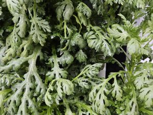 Frilly Edible Chrysanthemum grown hydroponically in Scarborough by 5N2