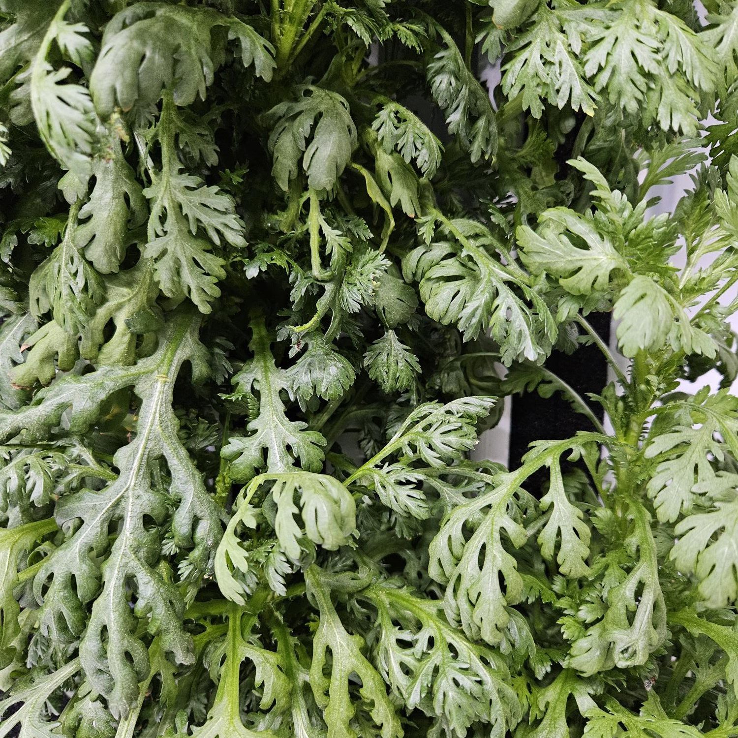Frilly Edible Chrysanthemum grown hydroponically in Scarborough by 5N2