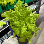 Simpson Elite Lettuce grown hydroponically in Scarborough by 5N2