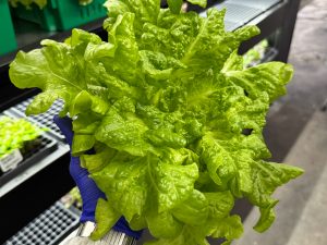 Simpson Elite Lettuce grown hydroponically in Scarborough by 5N2