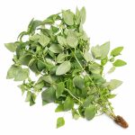 Thai basil grown hydroponically in Scarborough by 5N2