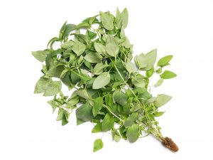 Thai basil grown hydroponically in Scarborough by 5N2