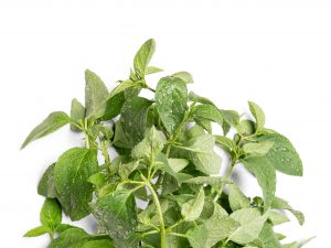 Thai basil grown hydroponically in Scarborough by 5N2