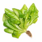 Winter Density lettuce grown hydroponically in Scarborough by 5N2