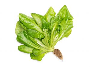 Winter Density lettuce grown hydroponically in Scarborough by 5N2