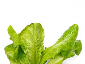 Winter Density lettuce grown hydroponically in Scarborough by 5N2