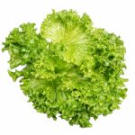 Ilema lettuce grown hydroponically in Scarborough by 5N2