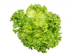 Ilema lettuce grown hydroponically in Scarborough by 5N2