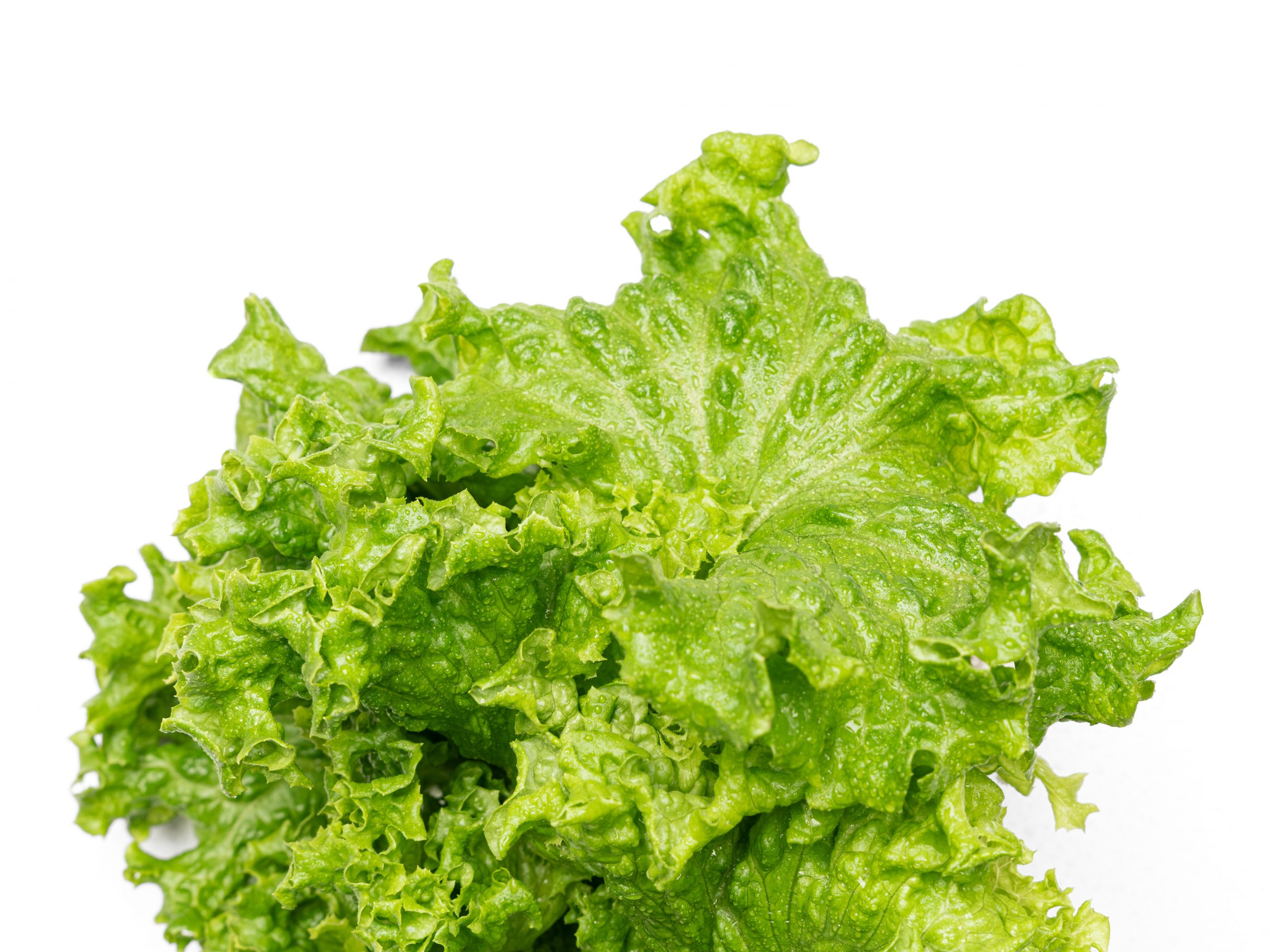 Ilema Lettuce - Image 2