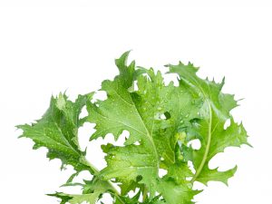 Mizuna grown hydroponically in Scarborough by 5N2