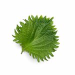 Oba Shiso grown hydroponically in Scarborough by 5N2
