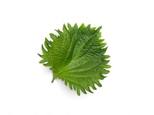 Oba Shiso grown hydroponically in Scarborough by 5N2