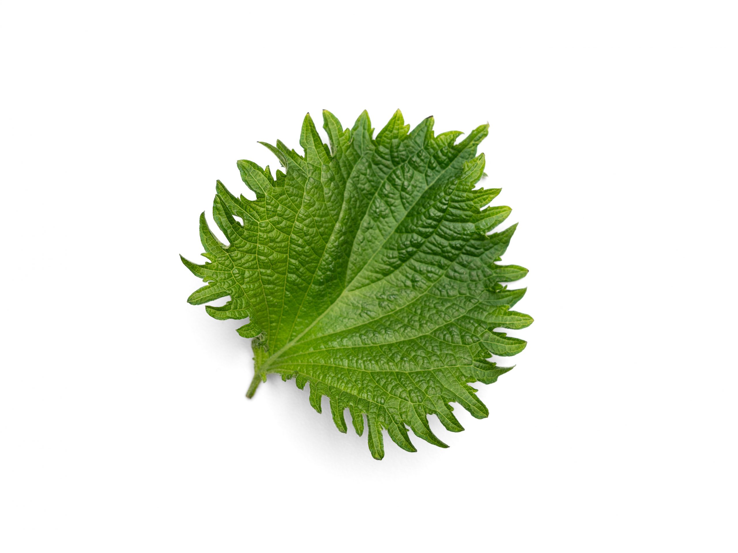 Oba Shiso grown hydroponically in Scarborough by 5N2