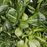 Spretnak Lettuce grown hydroponically in Scarborough by 5N2