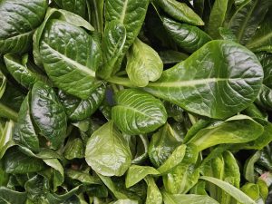Spretnak Lettuce grown hydroponically in Scarborough by 5N2
